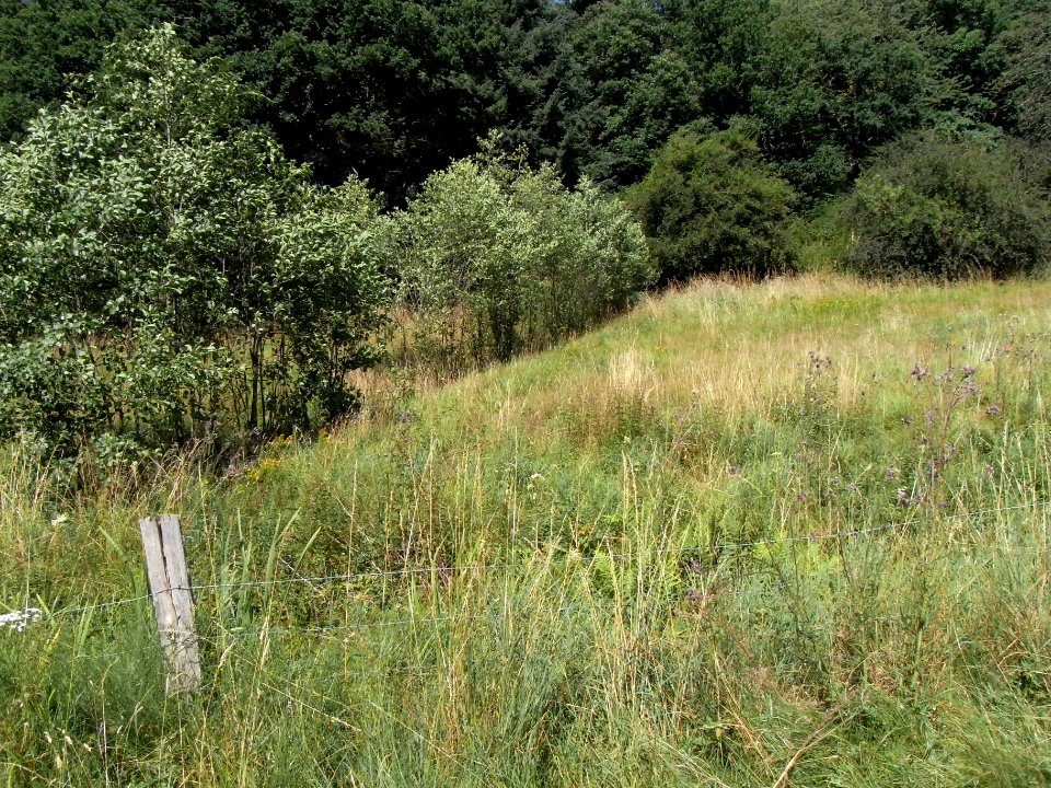 Pfingstborner Bach Zufluss Eichwäldchen vor Mündung R0017200