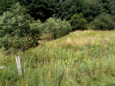 Pfingstborner Bach Zufluss Eichwäldchen vor Mündung R0017200