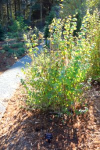 Philadelphus lewisii - Humboldt Botanical Garden - Eureka, California - DSC02530