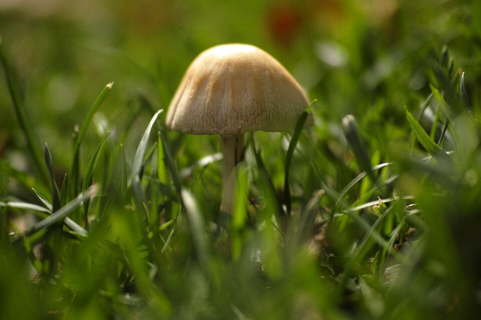 Grass macro closeup