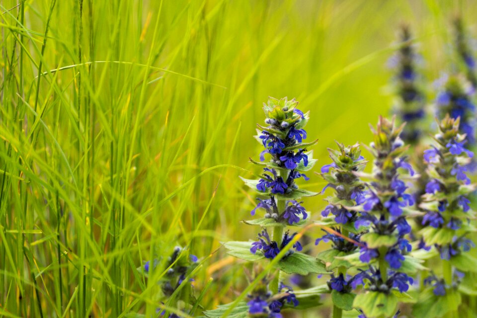 Meadow nature slovakia