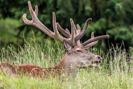 Forest antler carrier animal