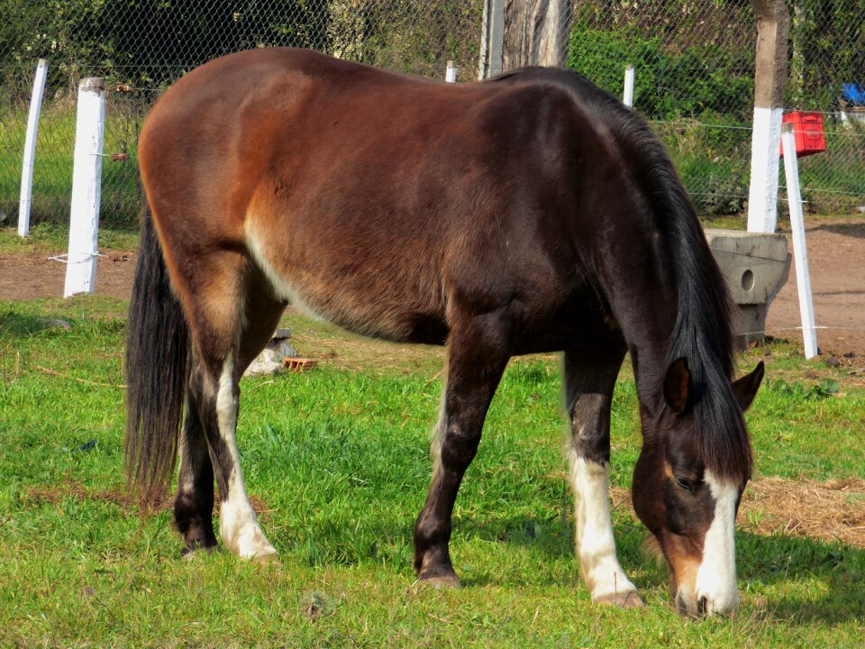 Grass eating animal
