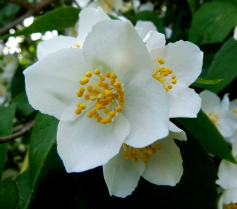 Philadelphus coronarius in Jardin des Plantes