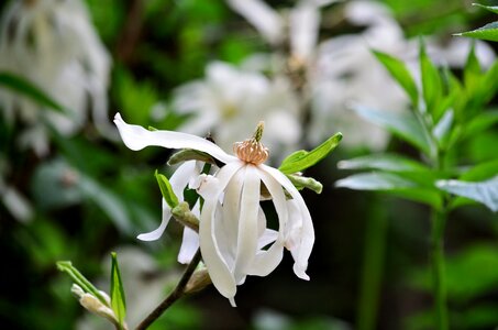 Flora nature botany