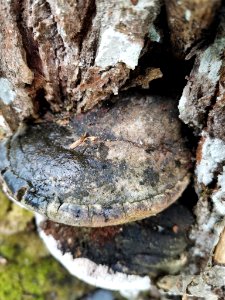 Phellinus igniarius 117969137 photo