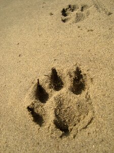 Dog sand paw photo