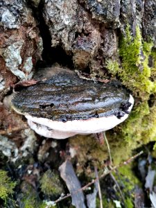 Phellinus igniarius 117968972 photo