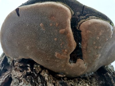 Phellinus alni 115023060