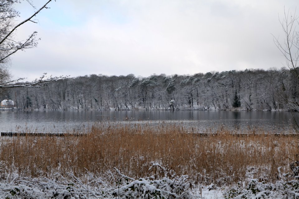 Pfaueninsel from Düppeler Forst with snow 2021-01-30 24