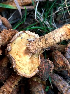 Pholiota squarrosa 58983127