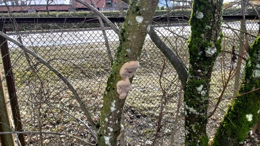 Phellinus pomaceus 62226640