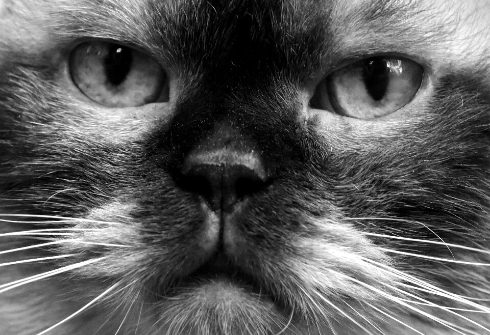 Animal world mieze domestic cat
