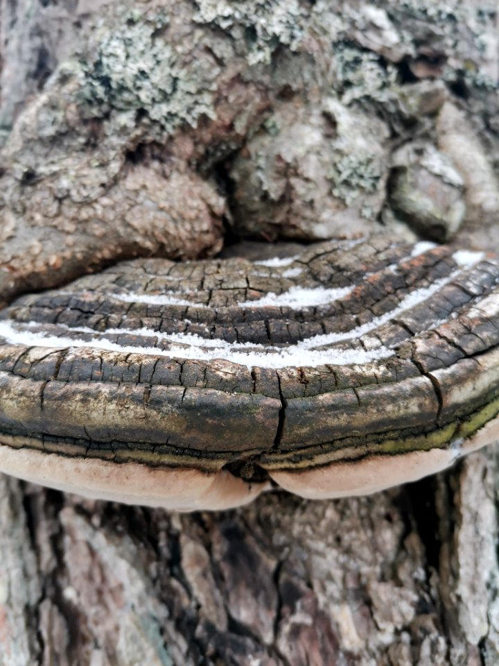 Phellinus alni 115023068