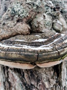 Phellinus alni 115023068