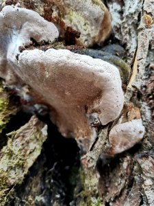 Phellinus igniarius 117969062 photo