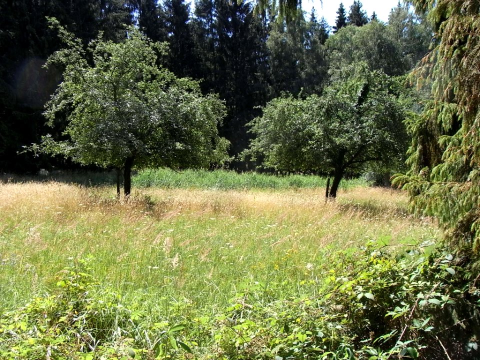 Pfingstborner Bach Streuobstwiese bei Quellen R0017112