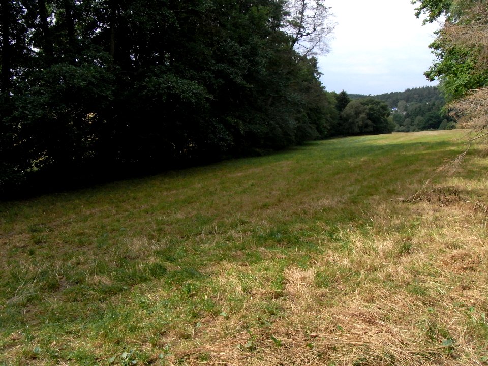 Pfingstborner Bach auf Wiese ober Pfaffenwiesbach R0017058