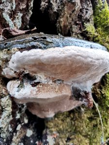 Phellinus igniarius 117969035 photo