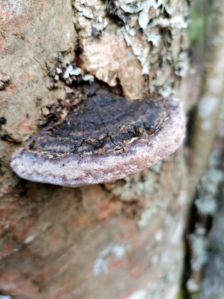 Phellinus igniarius 121989785