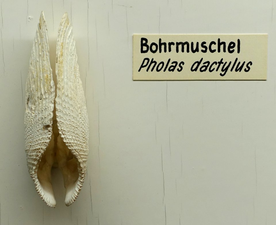 Pholas dactylus - Naturhistorisches Museum, Braunschweig, Germany - DSC05045