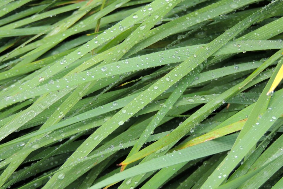 Plant leaf green