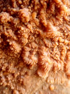 Phlebia radiata 59300477
