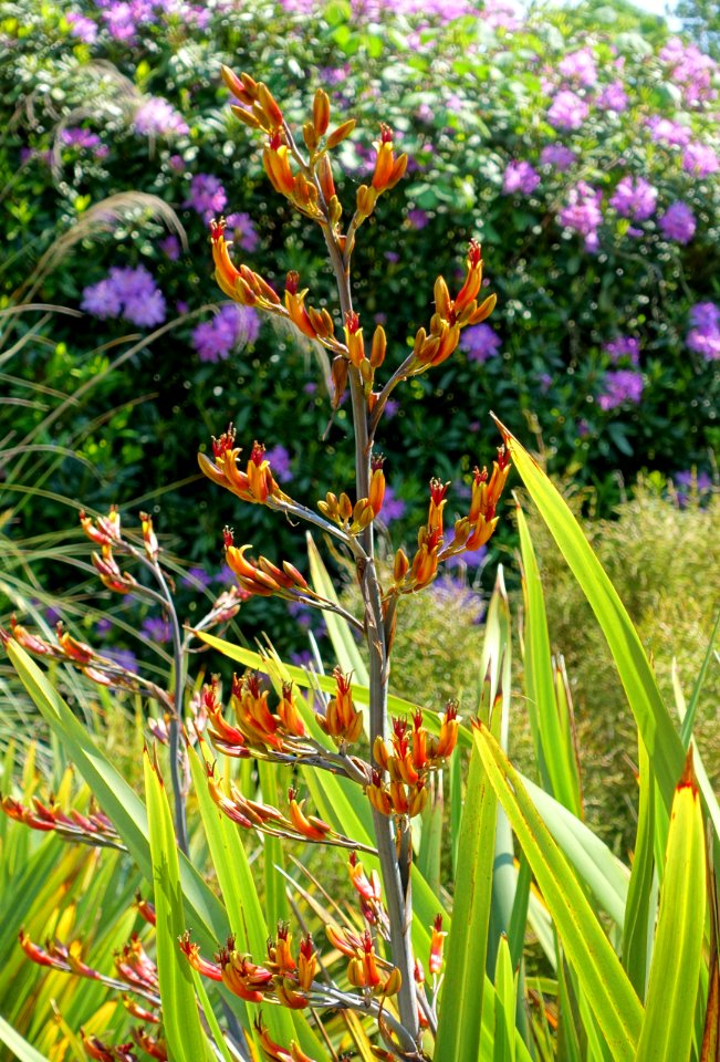 Phormium colensoi (Phormium cookianum) - Savill Garden - Windsor Great Park, England - DSC06004
