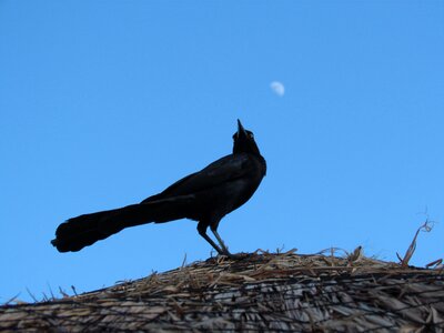 Birds blue sky day