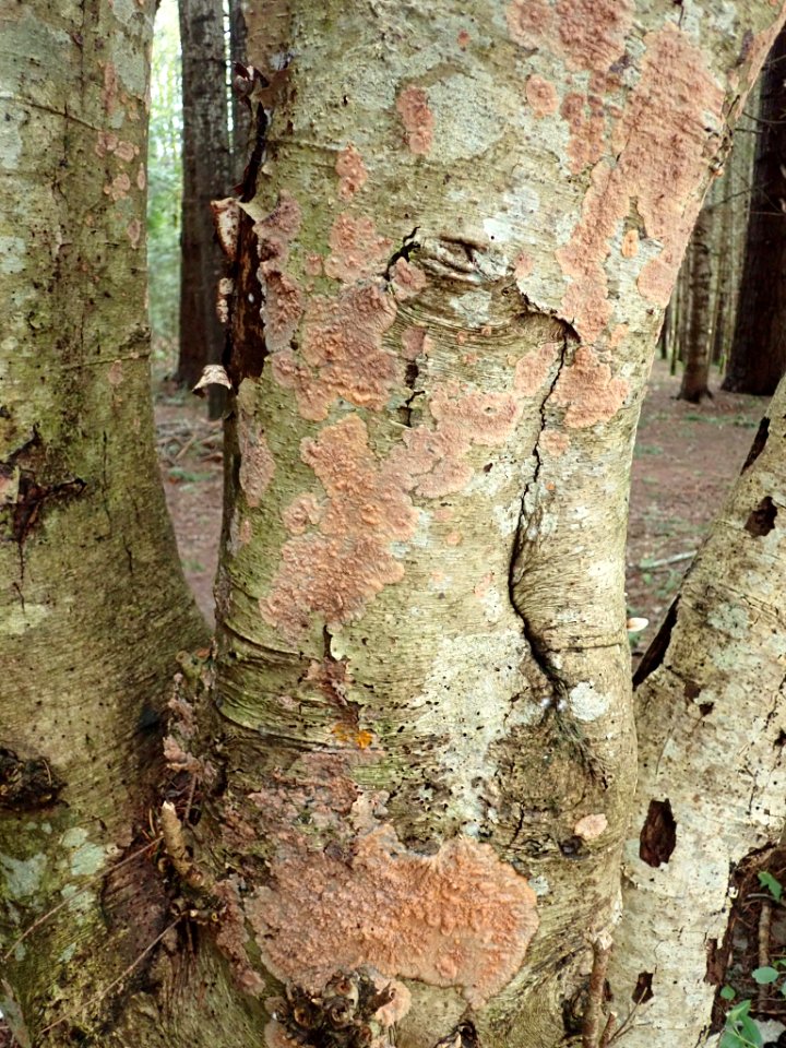 Phlebia radiata 59300457