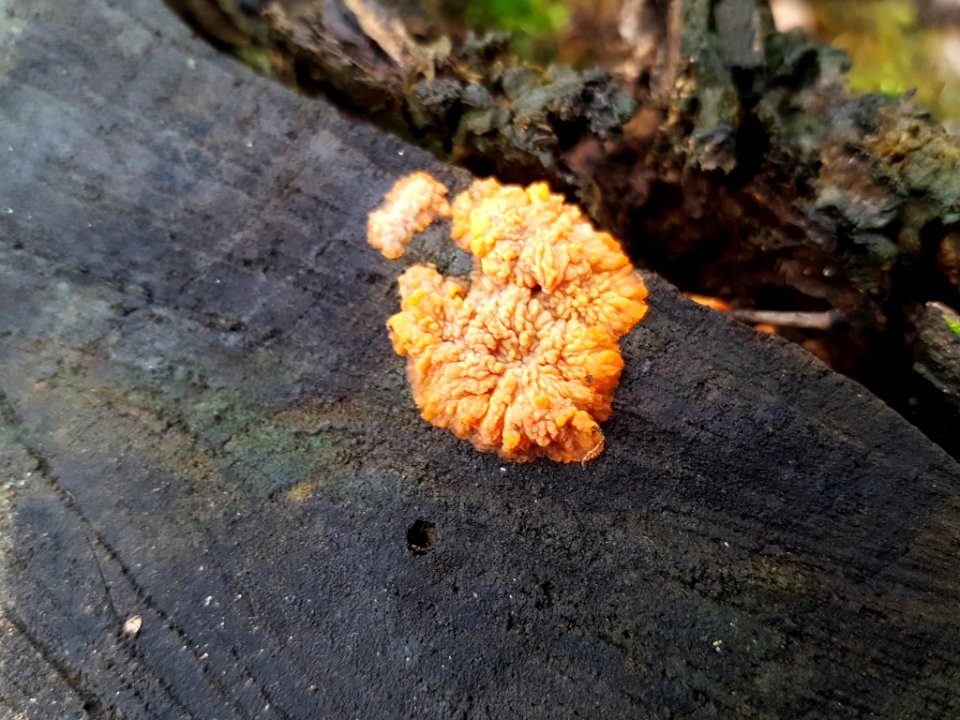 Phlebia radiata 55974664