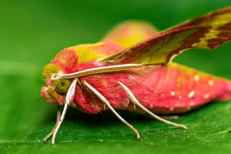Butterfly color insects