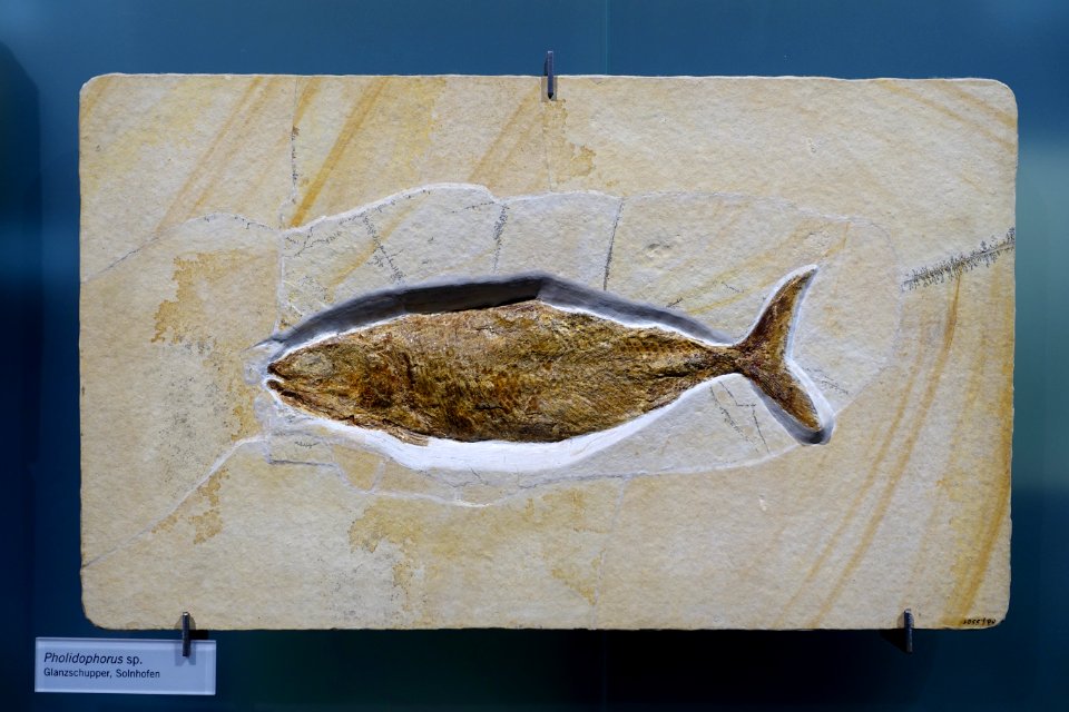 Pholidophorus sp. - Museum fur Naturkunde, Berlin - DSC09980