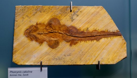Phorcynis catulina - Museum fur Naturkunde, Berlin - DSC09959