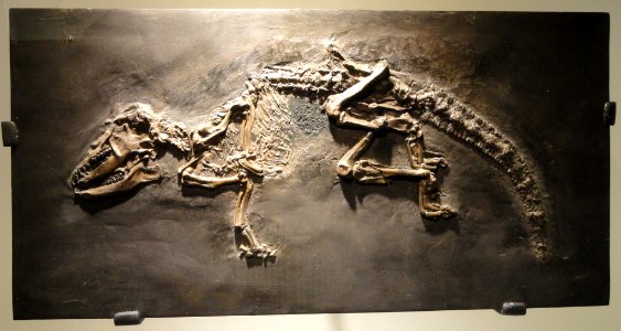 Pholidocercus hassiacus, hedgehog, Late Early Eocene, Darmstadt, Germany - Houston Museum of Natural Science - DSC01950