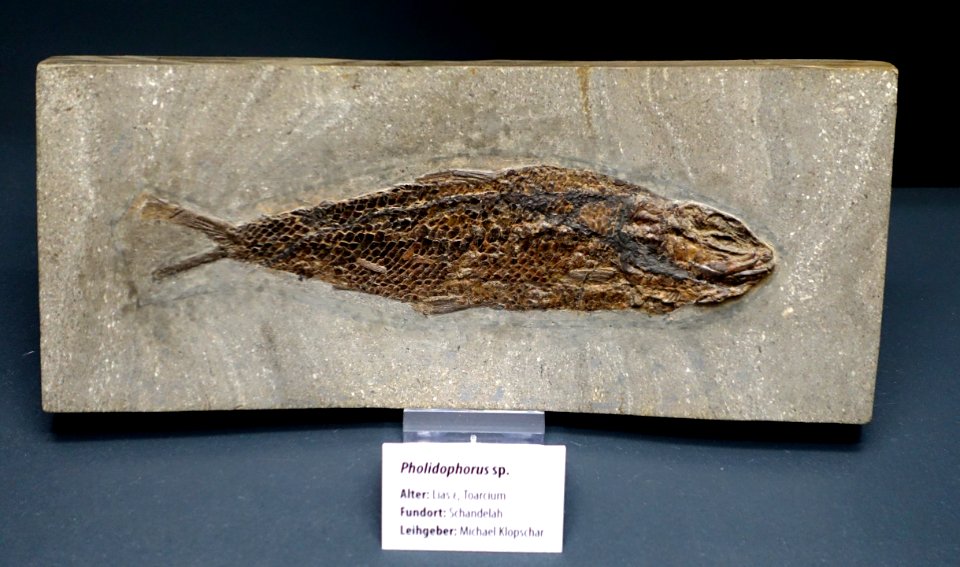 Pholidophorus sp. - Naturhistorisches Museum, Braunschweig, Germany - DSC05074