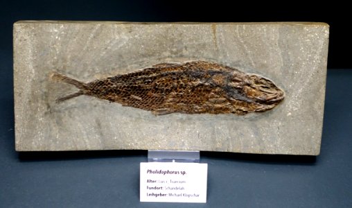 Pholidophorus sp. - Naturhistorisches Museum, Braunschweig, Germany - DSC05074