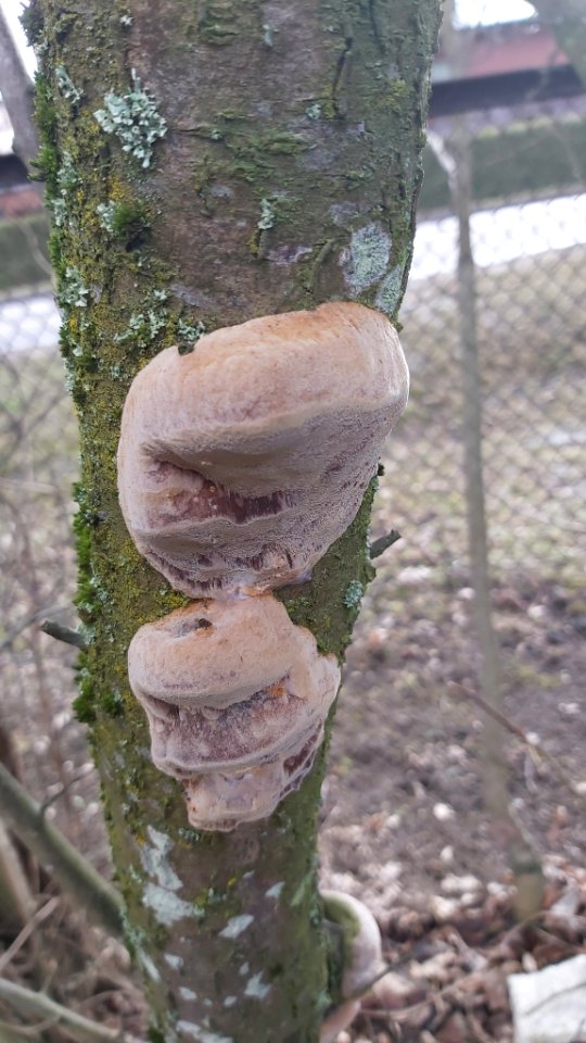Phellinus pomaceus 62226603