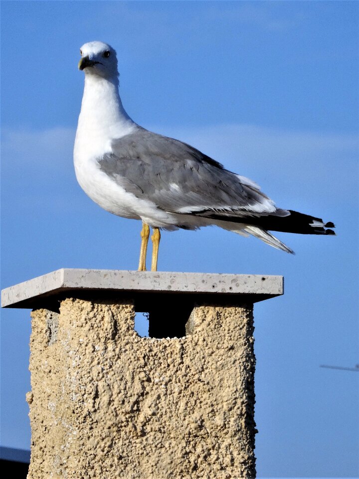 Bird chimney plumage photo