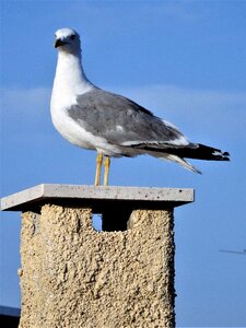 Bird chimney plumage