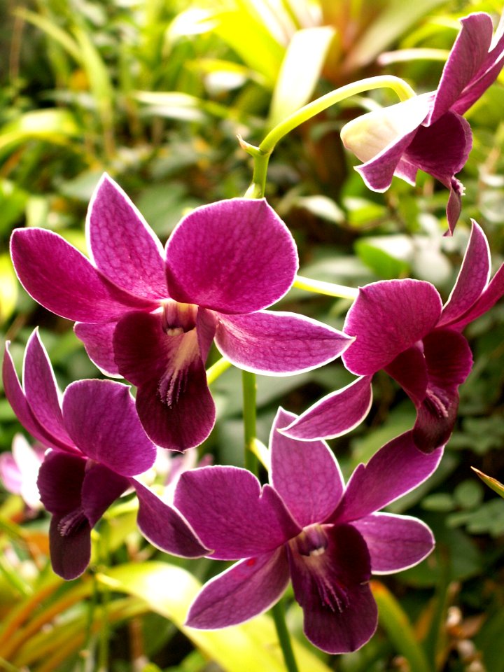 Phipps Conservatory, Dendrobium Sokol Blue, 2014-12-29 01