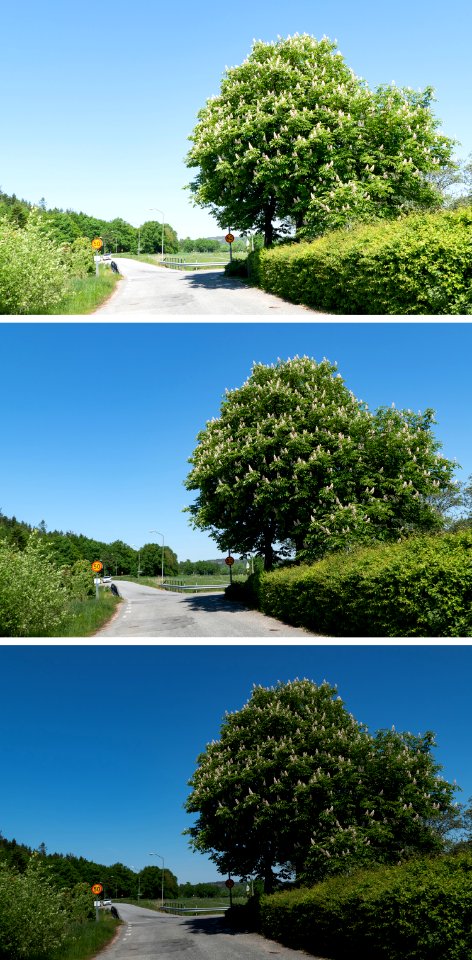 Photo of a tree as overexposed - normal - underexposed