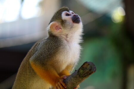 Saimiri äffchen tierpark bochum