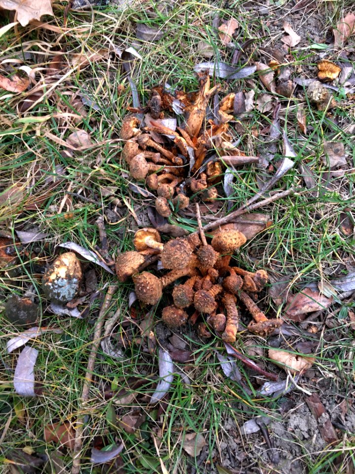 Pholiota squarrosa 58983114
