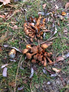 Pholiota squarrosa 58983114
