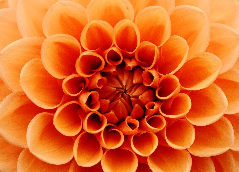 Asteraceae flower garden ornamental flower