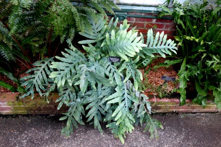 Phlebodium aureum 'Blue Star' - Longwood Gardens - DSC01161