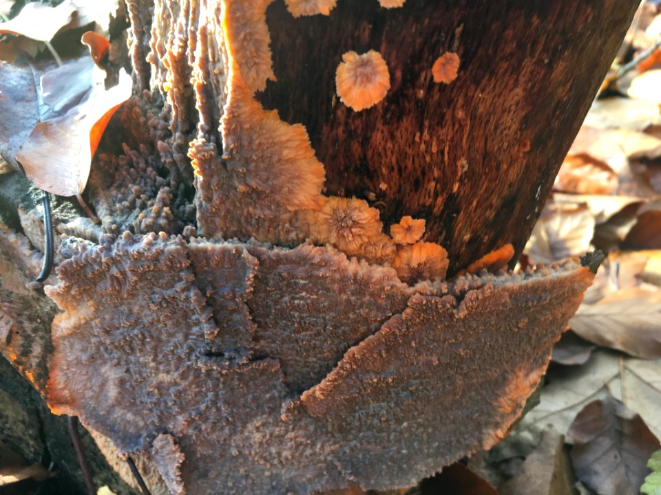 Phlebia radiata 57218071