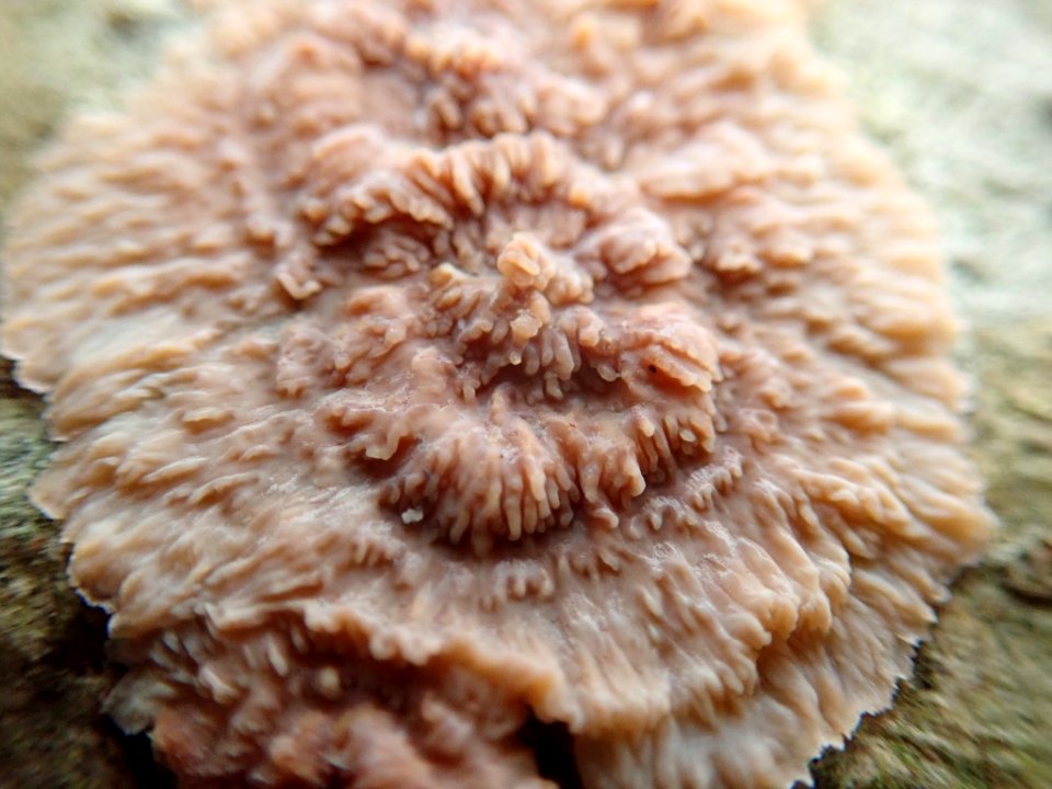 Phlebia radiata 59300432