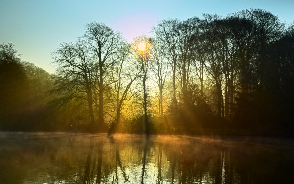 Mood trees sunbeam